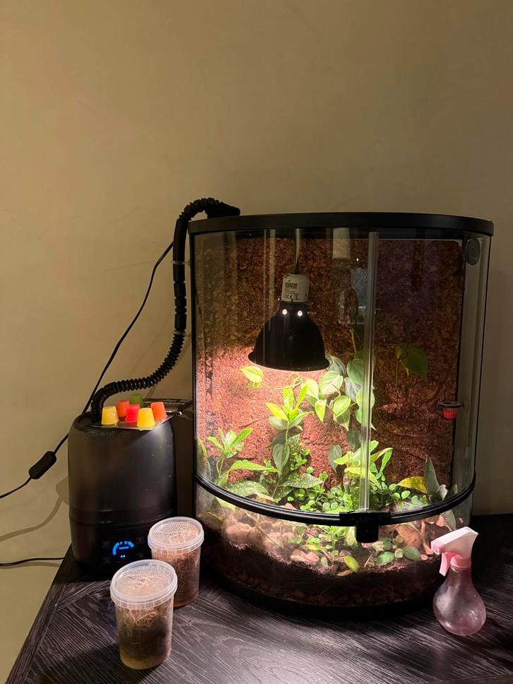 Paludarium met gifkikkers