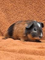 Blauw driekleur gladhaar beertje lief tam bont gevlekt apart, Dieren en Toebehoren, Cavia, Mannelijk, Tam, September