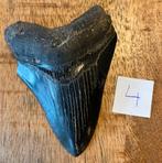 Megalodon tand 9,5 cm, Ophalen of Verzenden, Fossiel