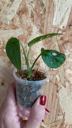 Monstera Adansonii plantje, Ophalen of Verzenden, Overige soorten, Halfschaduw, Minder dan 100 cm