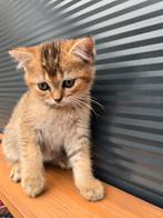 Schattige Brits korthaar kittens nog 2 beschikbaar, Dieren en Toebehoren, Meerdere dieren