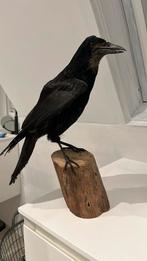 Opgezette kraai(roek), Ophalen of Verzenden, Zo goed als nieuw, Vogel, Opgezet dier