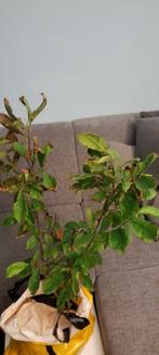 magnolia, Tuin en Terras, Ophalen, Overige soorten, Volle zon