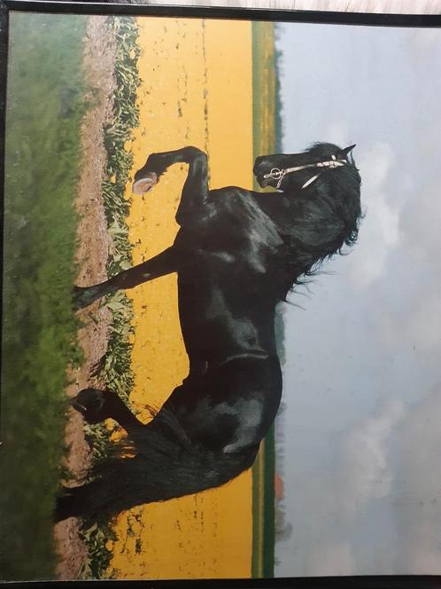 Hele mooie posters ingelijst, Dieren en Toebehoren, Paarden en Pony's | Overige Paardenspullen, Ophalen of Verzenden