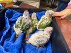 4 kleine Pyrrhura babys zoeken straks een fijn thuis!, Meerdere dieren