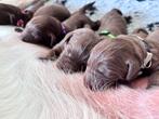 Prachtige zeldzame labradoodle pups, Dieren en Toebehoren, Rabiës (hondsdolheid), 8 tot 15 weken, Meerdere, Meerdere dieren