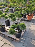 ilex Convexa bonsai  vormsnoei 60-80 cm, Bloeit niet, Halfschaduw, Overige soorten, Minder dan 100 cm