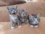 Half Ragdoll kittens, Meerdere dieren
