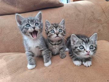 Half Ragdoll kittens beschikbaar voor biedingen