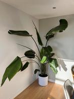 Strelitzia kamerplant, Huis en Inrichting, Kamerplanten, Ophalen, Halfschaduw, Minder dan 100 cm