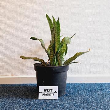 Sanseveria / Dracaena Trifasciata (Kamerplant) beschikbaar voor biedingen