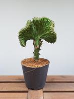 Euphorbia lactea 'cristata' | Ø12cm H28cm, Ophalen of Verzenden, Overige soorten, Minder dan 100 cm