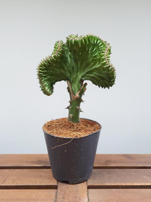 Euphorbia lactea 'cristata' | Ø12cm H28cm, Huis en Inrichting, Kamerplanten, Overige soorten, Minder dan 100 cm, Ophalen of Verzenden