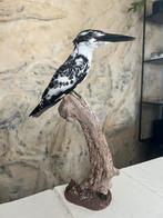 Prachtige Nieuw Opgezette Bonte Ijsvogel Taxidermie, Ophalen of Verzenden, Nieuw, Vogel, Opgezet dier