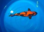13 Prachtige Japanse koi karpers  zie foto's, Dieren en Toebehoren, Karper of Koi