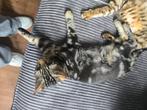 Half bengaalse kittens, Dieren en Toebehoren, Katten en Kittens | Raskatten | Korthaar, Meerdere dieren, Ontwormd, 0 tot 2 jaar