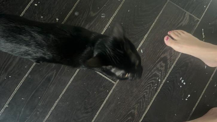 Boerderij katten, Dieren en Toebehoren, Katten en Kittens | Overige Katten, Kortharig, Meerdere dieren, 3 tot 5 jaar