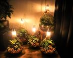 Ecosysteem/flessentuin/planten terrarium., Ophalen, Overige soorten, Minder dan 100 cm