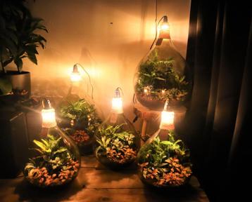 Ecosysteem/flessentuin/planten terrarium. beschikbaar voor biedingen