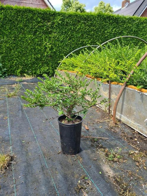 lonicera maigrun (kamperfoelie) - Buxusvervanger, Tuin en Terras, Planten | Tuinplanten, Overige soorten, Volle zon, Zomer, Ophalen