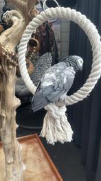 Grijze roodstaart, Dieren en Toebehoren, Vrouwelijk, Papegaai