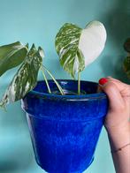 Topkwaliteit Monstera Albo Variegata / wit marble mint, Ophalen, Overige soorten, Minder dan 100 cm
