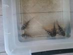 L333, Dieren en Toebehoren, Vissen | Aquariumvissen, Vis
