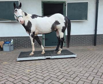 Mobiele paardenweegschaal/ paardenwegen en meten beschikbaar voor biedingen