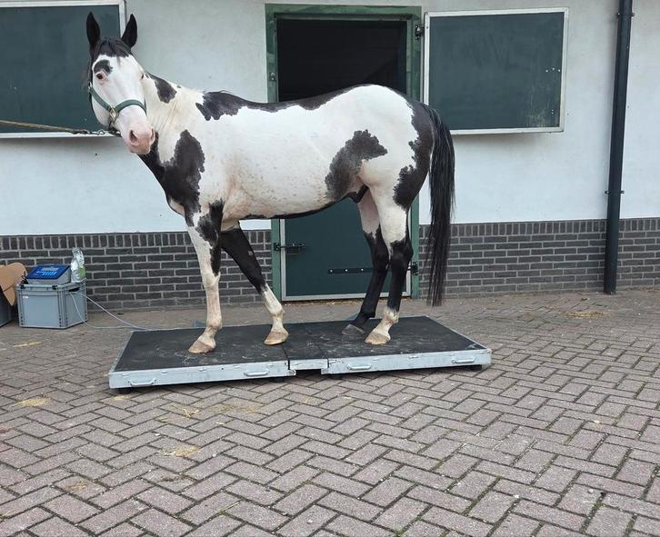 Mobiele paardenweegschaal/ paardenwegen en meten, Diensten en Vakmensen, Dieren | Paarden | Verzorging, Oppas en Les