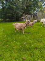 Toggenburger stamboek geit te koop, Dieren en Toebehoren, Schapen, Geiten en Varkens, Vrouwelijk, Geit, 3 tot 5 jaar
