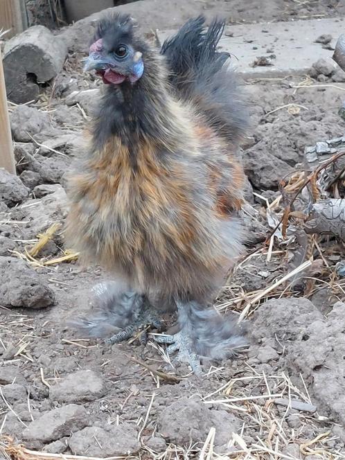 Zijdehoender haan, Dieren en Toebehoren, Pluimvee, Kip, Mannelijk
