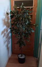 Nep ficus 1.90 cm hoog, Huis en Inrichting, Ophalen
