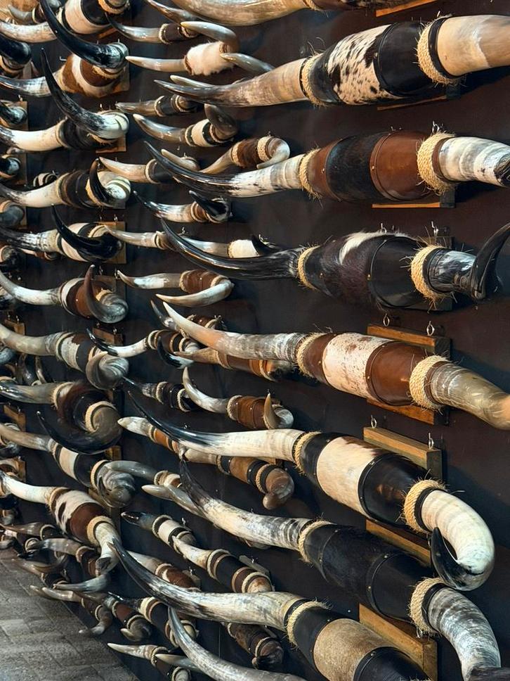 Hoorns longhorn texas mancave bullbar western longhoorn, Verzamelen, Dierenverzamelingen, Nieuw, Gewei of Kop, Wild dier, Ophalen