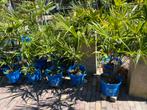 Palm winterhard trachycarpus fortunei, Volle zon, Vaste plant, Bloeit niet, Ophalen