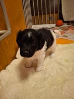 pup friese stabij, Dieren en Toebehoren, CDV (hondenziekte), 8 tot 15 weken, Meerdere, Nederland