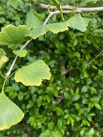 Ginkgo biloba in div maten va €139,00 pst, Ophalen of Verzenden, In pot