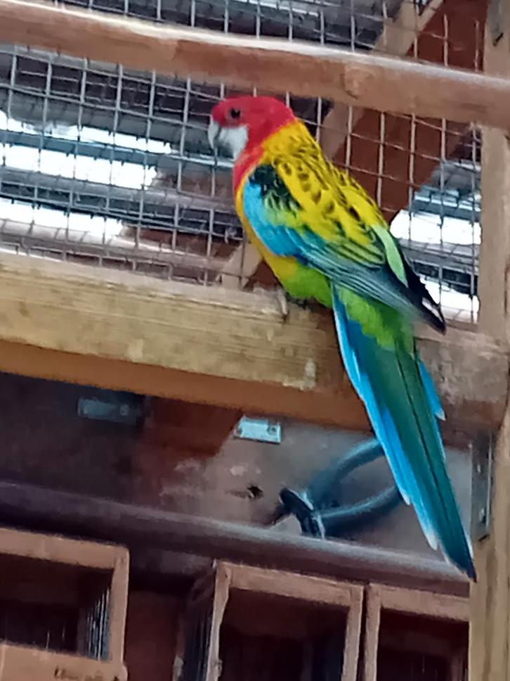 Koppel Goudmantel Rosella, Dieren en Toebehoren, Vogels | Parkieten en Papegaaien, Parkiet, Meerdere dieren, Geringd