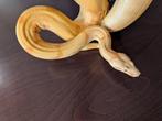 Boa Constrictor - Sunset Sharp Albino, Dieren en Toebehoren, Slang, 3 tot 6 jaar