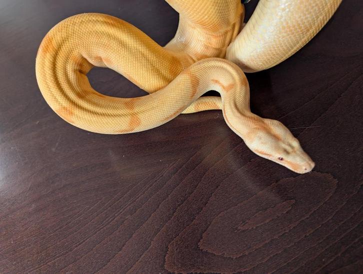 Boa Constrictor - Sunset Sharp Albino, Dieren en Toebehoren, Reptielen en Amfibieën, Slang, 3 tot 6 jaar