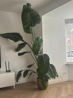 Prachtige Strelitzia Nicolai (2.5m) (Paradijsvogelplant), Tuin en Terras, Overige soorten, Volle zon, Vaste plant, Ophalen of Verzenden