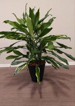 Dracena., Huis en Inrichting, Ophalen, Overige soorten, Halfschaduw, 150 tot 200 cm