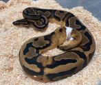1.0 Pied ball python regius te koop, Dieren en Toebehoren, Reptielen en Amfibieën, Slang, Tam, 0 tot 2 jaar