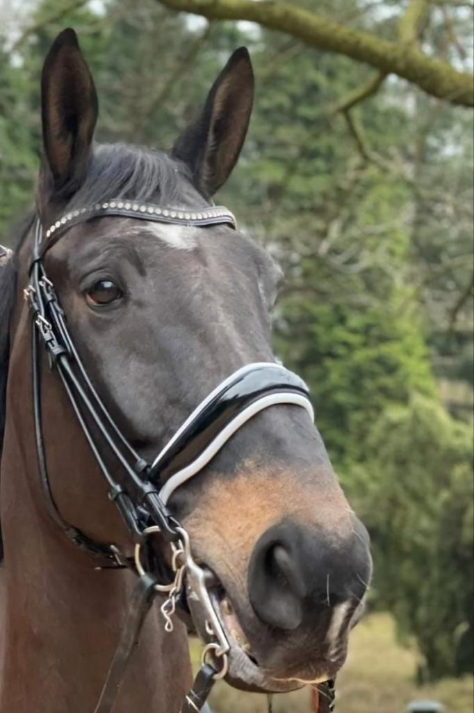Stang en trens hoofdstel Dyon lakneusriem, Dieren en Toebehoren, Paarden en Pony's | Hoofdstellen en Tuigage, Zo goed als nieuw