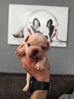 Franse Bulldog pups, CDV (hondenziekte), 8 tot 15 weken, Bulldog, Meerdere