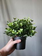 Zijden plant van ikea, Huis en Inrichting, Ophalen of Verzenden