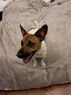 Jack Russel te koop, Dieren en Toebehoren, Honden | Jack Russells en Terriërs, Rabiës (hondsdolheid), Jack Russell Terriër, Reu