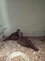 Mooi koppel talpacoti duiven, Meerdere dieren, Tropenvogel