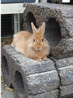 Lief klein vos dwergkonijn voedster, Dieren en Toebehoren, Meerdere dieren, Groot