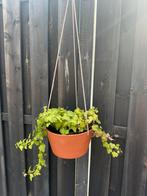 NIEUW! 4 hangpotten van de intratuin., Tuin en Terras, Bloembakken en Plantenbakken, Tuin, Kunststof, Minder dan 30 cm, Minder dan 60 cm