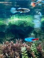 riccardia chamedryfolia koraal mos, Ophalen of Verzenden, Zo goed als nieuw, Plant(en), Steen of Hout